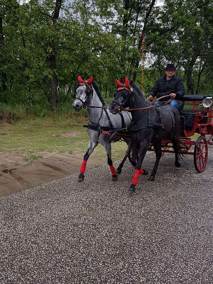 Paard & wagen